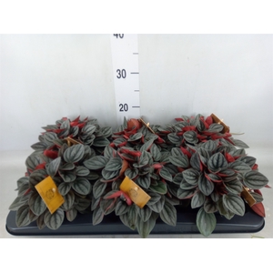 Peperomia caperata 'Santorini'