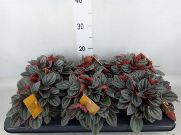 <h4>Peperomia caperata 'Santorini'</h4>