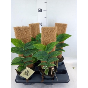 Rhaphidophora korthalsii