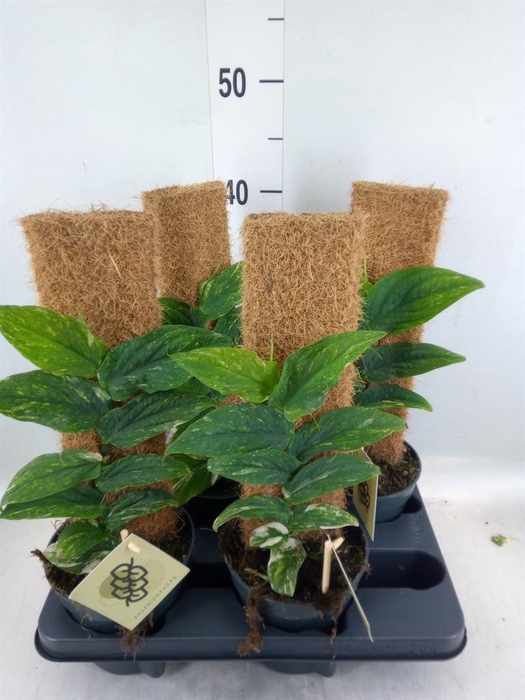 <h4>Rhaphidophora korthalsii</h4>