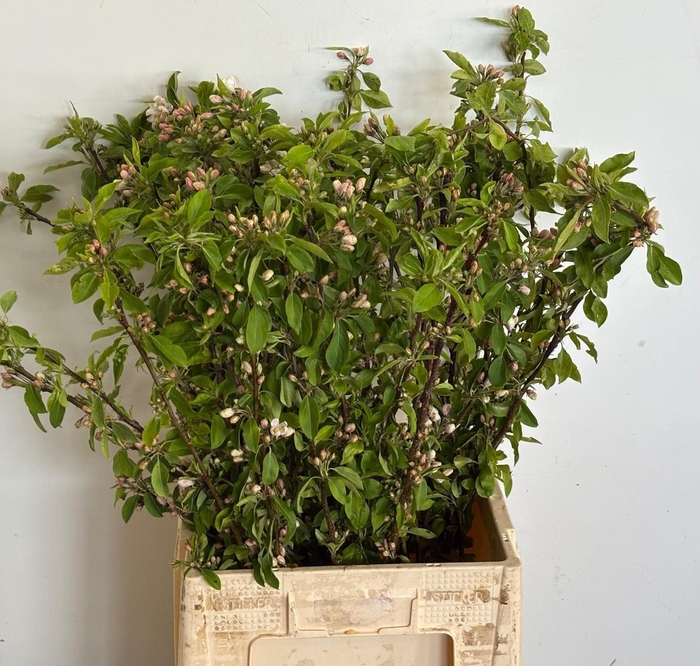 <h4>SIERVRUCHTEN MALUS</h4>