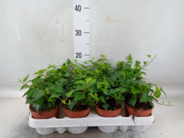 <h4>Hedera helix 'Anna'</h4>