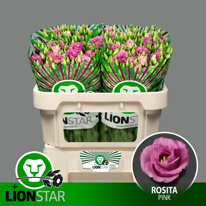 <h4>EUS G ROSI ROSE PINK</h4>