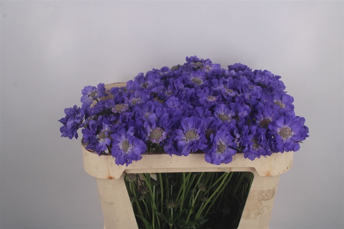 <h4>Scabiosa Staefa Blue</h4>