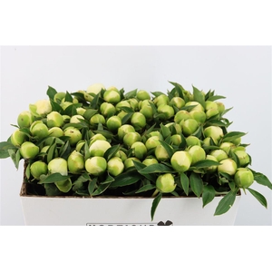 Paeo L Duchesse De Nemours