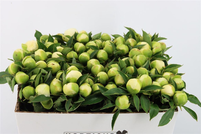 <h4>Paeo L Duchesse De Nemours</h4>