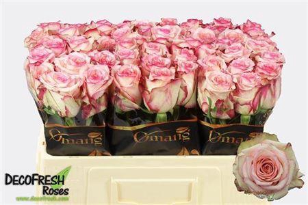 <h4>R Gr Tormenta</h4>