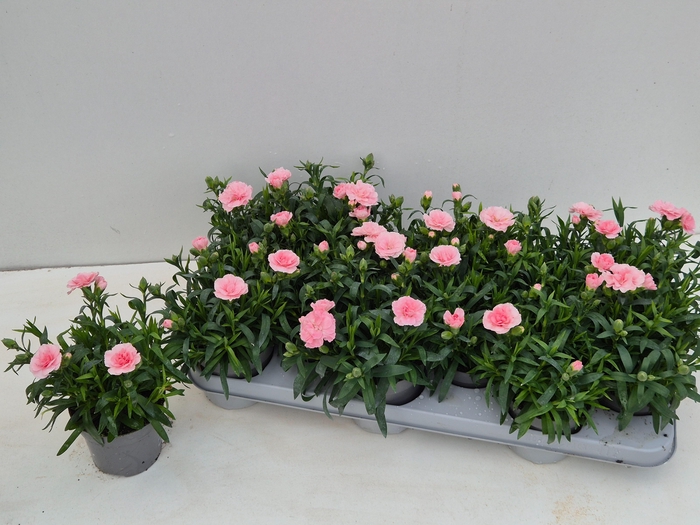 <h4>DIAN OSC PINK</h4>