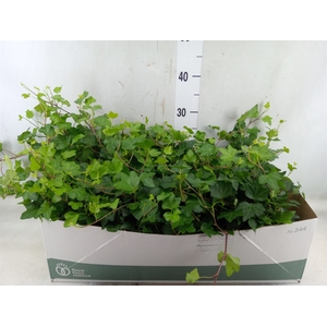 Hedera helix 'Wonder'