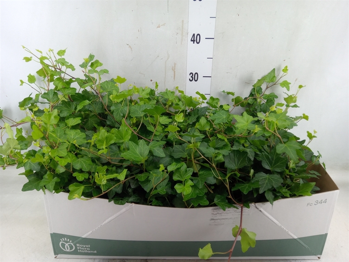 <h4>Hedera helix 'Wonder'</h4>