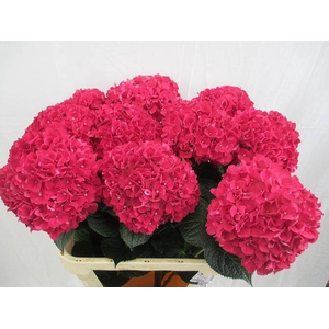 HYDR M MAG RUBYRED