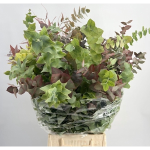 Euc. Stuartiana Autunno