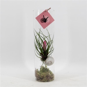 Arrangementen Tillandsia H%