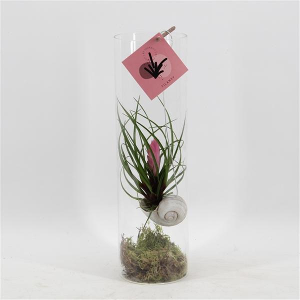 <h4>Arrangementen Tillandsia H%</h4>