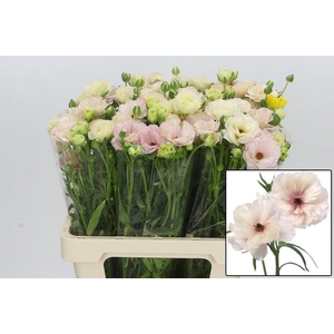 RAN BUTTERFL ARIADNE