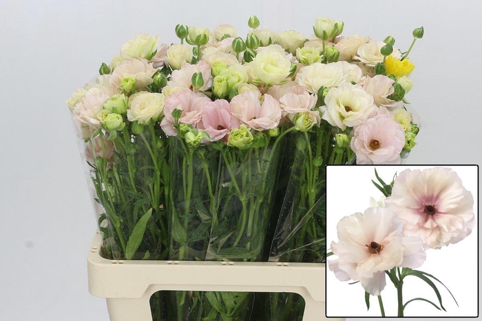 <h4>RAN BUTTERFL ARIADNE</h4>