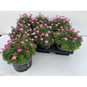 SAXIF AR TOUR DP RED