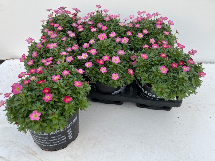 <h4>SAXIF AR TOUR DP RED</h4>