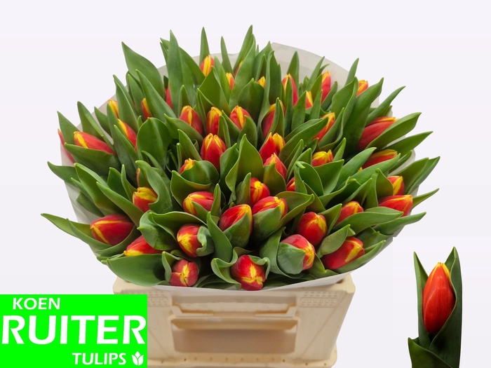 <h4>TU EN RUSSIA</h4>