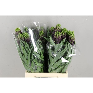 Frit Persica Black Bells