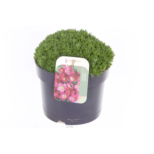 Saxifraga Touran Deep Red