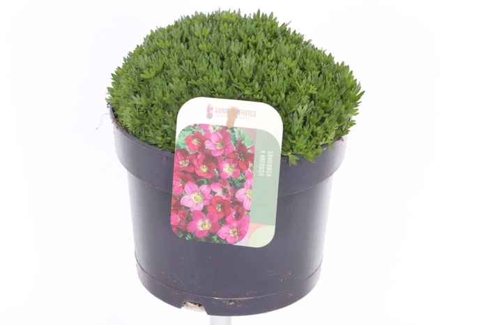 <h4>Saxifraga Touran Deep Red</h4>