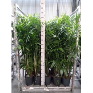 Chamaedorea seifrizii