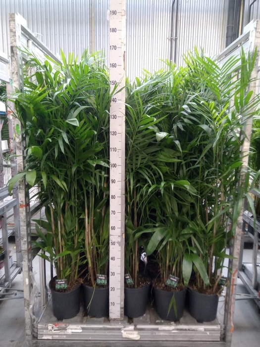 <h4>Chamaedorea seifrizii</h4>