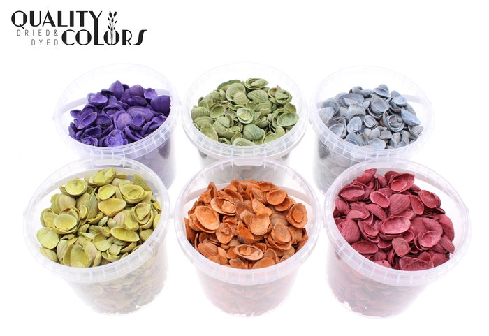 Shells north sea 1 ltr Mixed colours