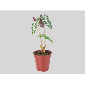 ALOCASIA NOBILIS P12