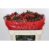 Hypericum True Romance Spray