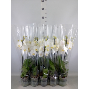 Phalaenopsis   ...