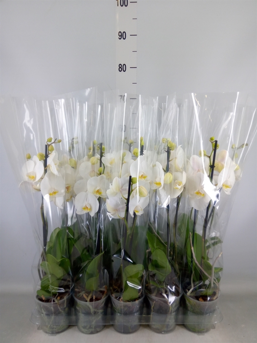 <h4>Phalaenopsis   ...</h4>