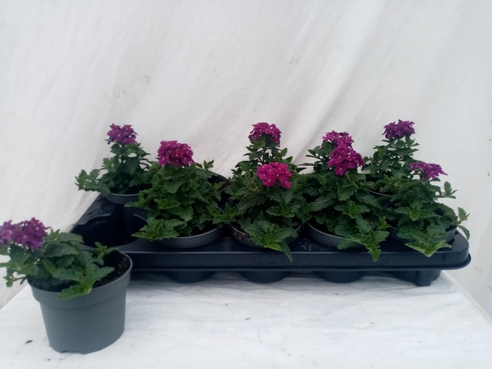 <h4>VERBE VEGAS PURPLE</h4>