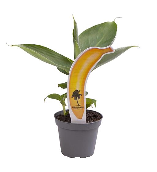 MUSA ACUMINATA P6 MET ETIKET