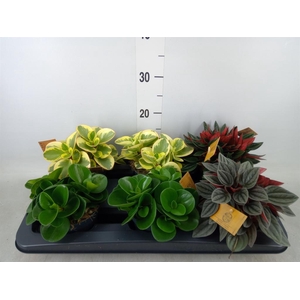 Peperomia   ...mix