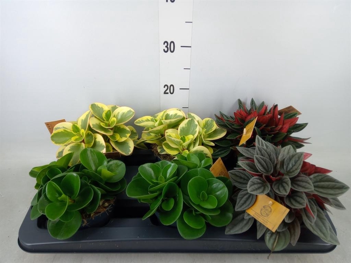 <h4>Peperomia ...mix</h4>