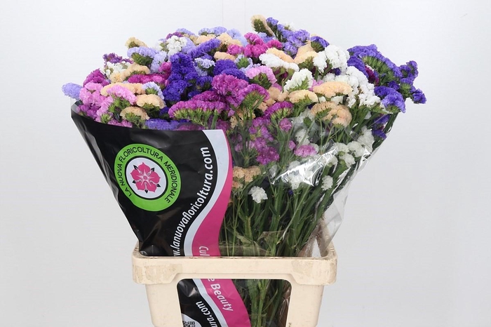 <h4>Limonium Statice Rainbow</h4>