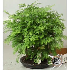 BONSAI OV