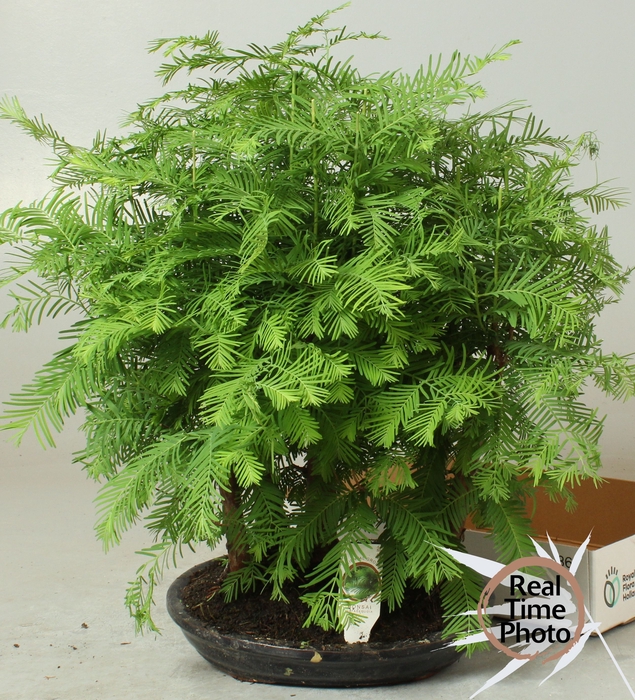 <h4>BONSAI OV</h4>