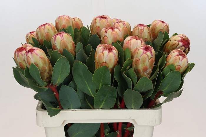 <h4>PROTEA GRANDICOLOR</h4>
