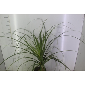 BEAUCARNEA P17