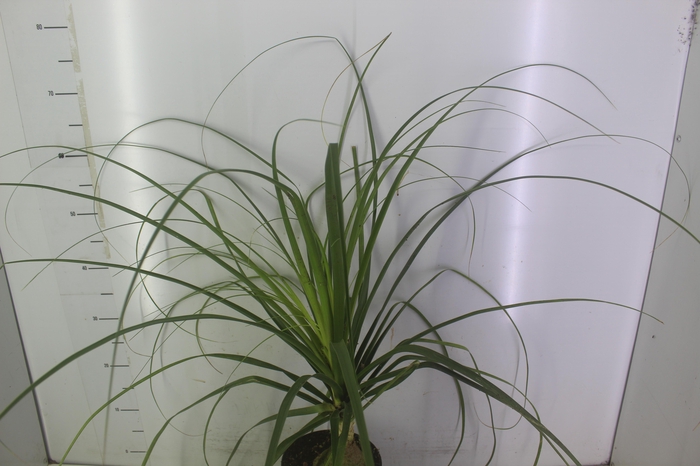 <h4>BEAUCARNEA P17</h4>
