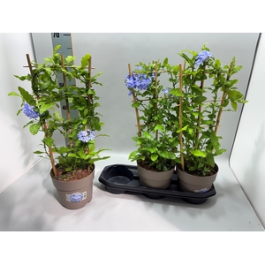 PLUMBAGO AURICULATA