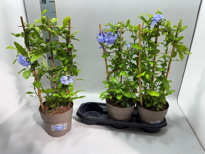 <h4>PLUMBAGO AURICULATA</h4>