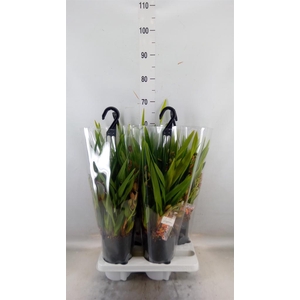 Cymbidium 'Indian Summer'