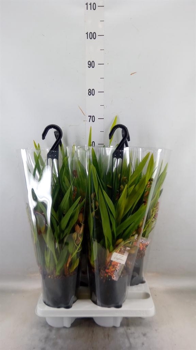 <h4>Cymbidium 'Indian Summer'</h4>