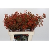 Rozenbottel Autumn Rosefruits