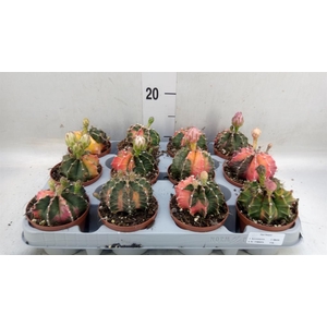 Gymnocalycium mihanov.   ...