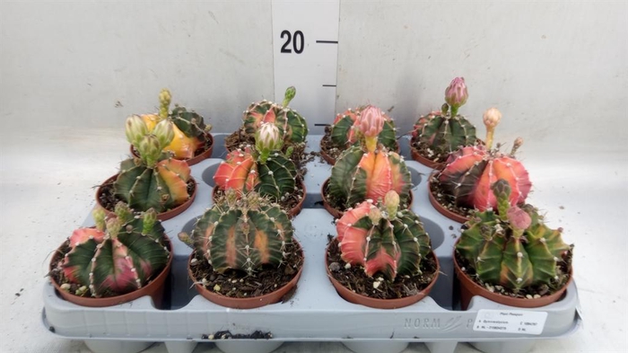 <h4>Gymnocalycium mihanov.   ...</h4>